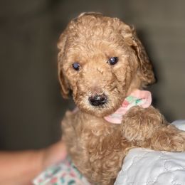 French Bulldog and Poodle Puppies from RAYO KENNELZ