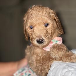 French Bulldog and Poodle Puppies from RAYO KENNELZ