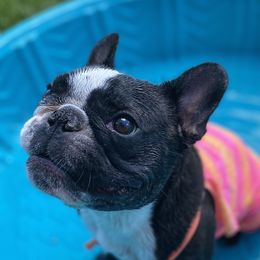 Willow - French Bulldog