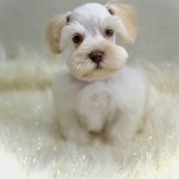 Jethro - Wheaten male Miniature Schnauzer puppy in Overton, Texas from Beards & Bows Schnauzer Farm