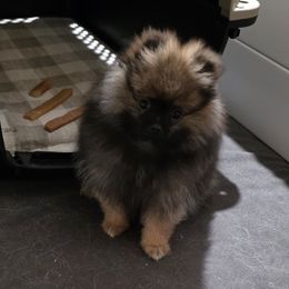 Jane - Orange sable female Pomeranian puppy in Jacksonville, Florida from L'Orlean Kennels