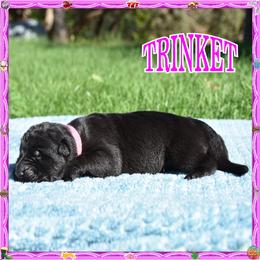 TRINKET IS A SOLID BLACK GIRL - Black female German Shepherd puppy in Murrieta, California from Diamond Oaks German Shepherds