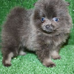 Blue and tan - Blue and tan female Pomeranian puppy in Danielsville, Georgia from PassionatePomPoms