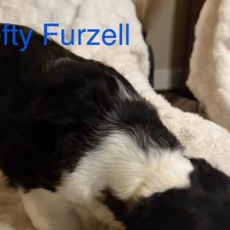 English Springer Spaniels from Lynn Bee Avenue