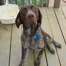 Otis - German Shorthaired Pointer