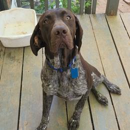 Otis - German Shorthaired Pointer