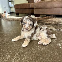 Kodiak - Red merle male Miniature Australian Shepherd puppy in Edgar Springs, Missouri from Scott’s Aussies LLC