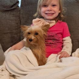 Rocco - Yorkshire Terrier