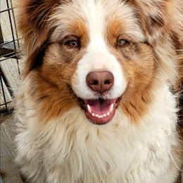 Daphne - Red merle female Australian Shepherd puppy in Springville, New York from RisingStar Australian Shepherds