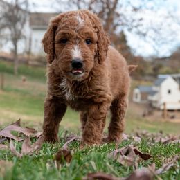 Orange Boy - Goldendoodle puppy from Botcherby Doodles