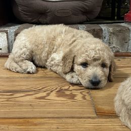 Goldendoodle and Yorkshire Terrier Puppies from Pups of the Lowcountry