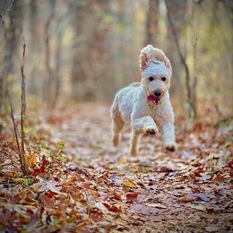 Indie - Goldendoodle