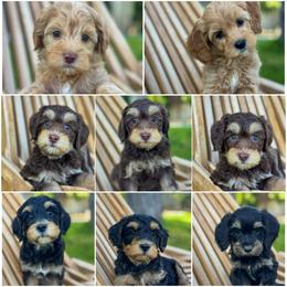 Golden Mountain Doodle puppies from Magic Valley Family Doodles