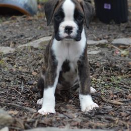 Boxer Puppies from Euro Boxx Boxers