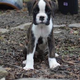 Boxer Puppies from Euro Boxx Boxers
