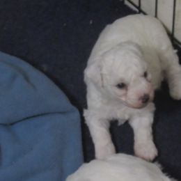 Bichon Frise puppies from Bichon Oasis