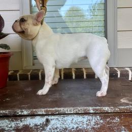 Cupcake - Cream female French Bulldog puppy in Opelika, Alabama from Fancy Face Frenchies