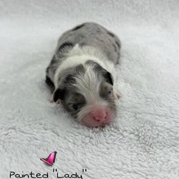 Painted Lady - Blue merle female Australian Shepherd puppy in Jonesborough, Tennessee from Lotus Australian Shepherds