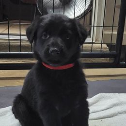 Elektra Red collar - German Shepherd puppy in Bartlett, Tennessee from Vigilant Shepherds