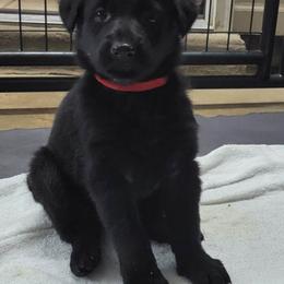 Elektra Red collar - German Shepherd puppy in Bartlett, Tennessee from Vigilant Shepherds