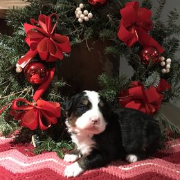 Bernese Mountain Dog Puppies from Stone Hill Farm