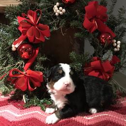 Bernese Mountain Dog Puppies from Stone Hill Farm
