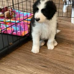 Bernedoodle and Bordoodle Puppies from Divine Doodles