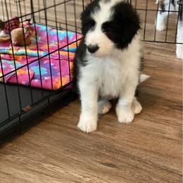 Bernedoodle and Bordoodle Puppies from Divine Doodles