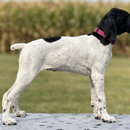 German Shorthaired Pointer Puppies from H LAVA C Pointers