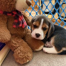 Pink - Black red and white female Beagle puppy in Rockwell, North Carolina from Knockhill Beagles