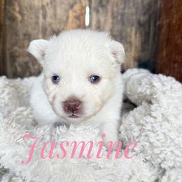 Jazzmin - White female Pomsky puppy in Grass Valley, California from Karalot Pomskies