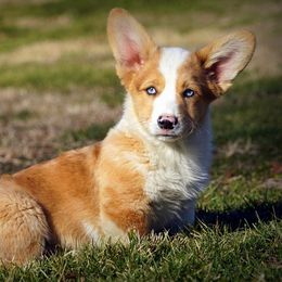 Pembroke Welsh Corgi Puppies from Royal Ridge Corgis