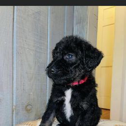 Labradoodle Puppies from Ross Farm Doodles