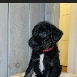Labradoodle Puppies from Ross Farm Doodles