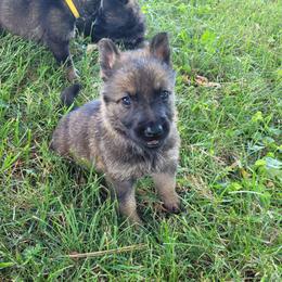 Wildfire (Purple female) - Sable female German Shepherd puppy in Winchester, Kentucky from Del Lago Canine