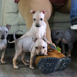 American Hairless Terrier Puppies from DreamEyce American Hairless Terriers