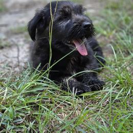 Kade - Silver male Skye Terrier puppy in East Camden, Arkansas from A Plus A