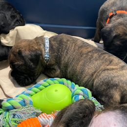 Suri - RESERVED - Brindle Boxer puppy in Taft, Tennessee from Hillbillie Boxers