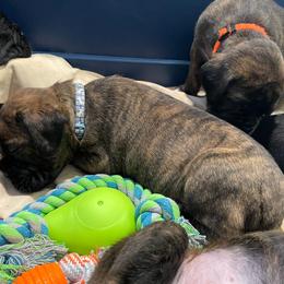 Suri - RESERVED - Brindle Boxer puppy in Taft, Tennessee from Hillbillie Boxers