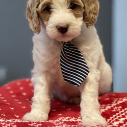 Cavapoo and Poodle Puppies from Sac-Town Poodles and Doodles