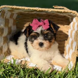 May - Black tan and white female Biewer Terrier puppy in Liberty, Texas from Tiny Yorkshire pups