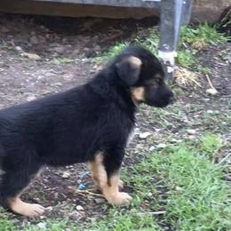 Biewer Terrier, German Shepherd, and Yorkshire Terrier Puppies from Mark Carfagno's Pups