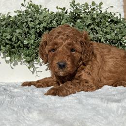 Alex - Red  male Poodle puppy in Bakersfield, California from California Red Poodles
