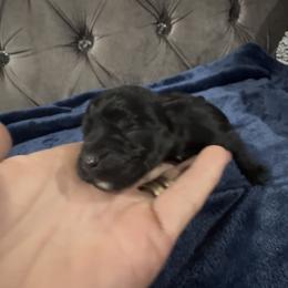 Onyx - Black male Miniature Schnauzer puppy in Port Orange, Florida from Blue Ribbon Schnauzers