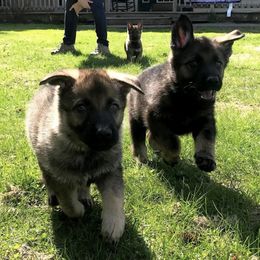 German Shepherds from Stillwater Haus