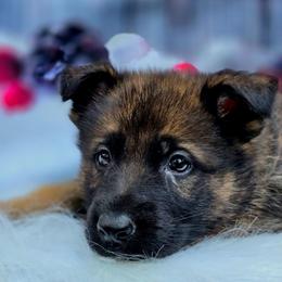 Fenrir - Orange Collar - Sable male German Shepherd puppy in Hawthorne, Florida from Lace's High Flying German Shepherds And Golden Retrievers