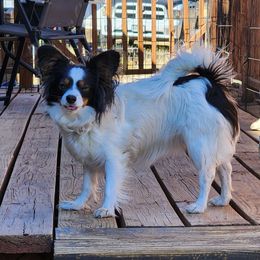 Ziva - Papillon