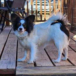 Ziva - Papillon