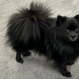 Chai - Pomeranian