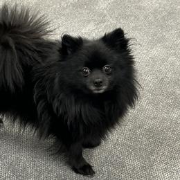 Chai - Pomeranian